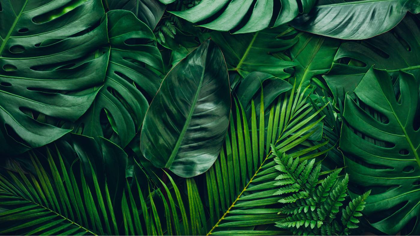 Explore Lush Greenery